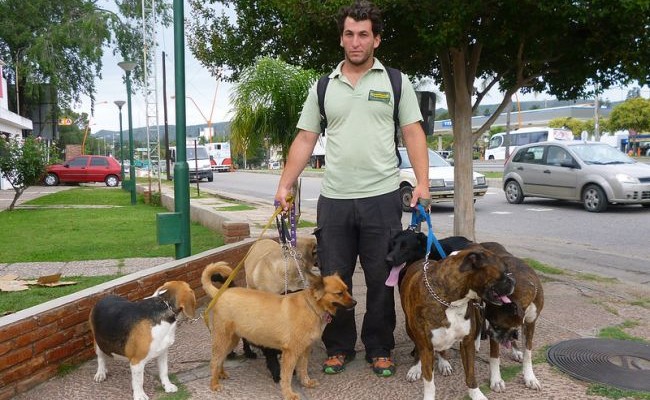 Curso Passeador De Cães 